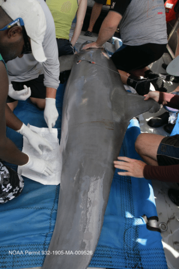deepwater horizon barataria bay dolphin